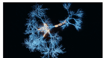 neurons-firing-gif